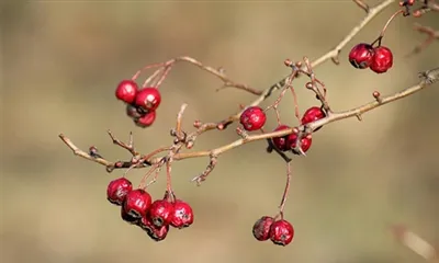 산사나무 열매 추출물은 무엇입니까?