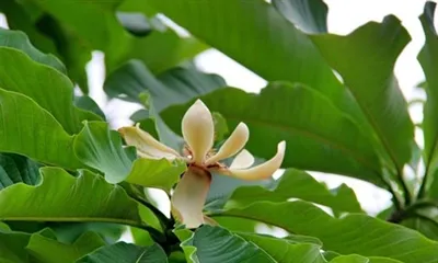 호노키올은 어디에 좋은가요?