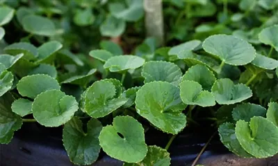 Gotu Kola 추출물은 무엇에 좋은가요?