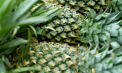 브로멜라인 파우더는 어디에 좋은가요?